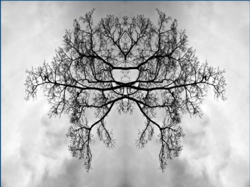 Brain Branches - Irvin Janjua